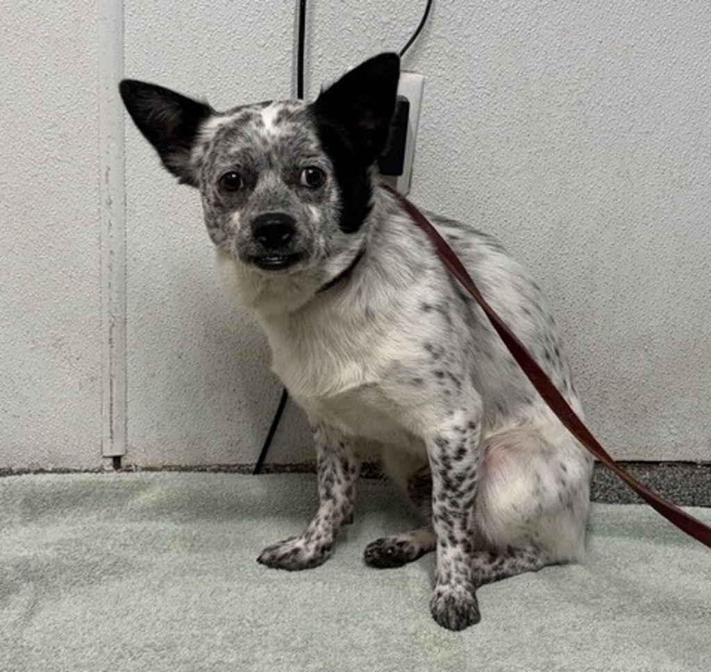 Shelter Stray Male Dog last seen Near Johnston Road, Escondido, CA, 92029, Escondido, CA 92027, USA