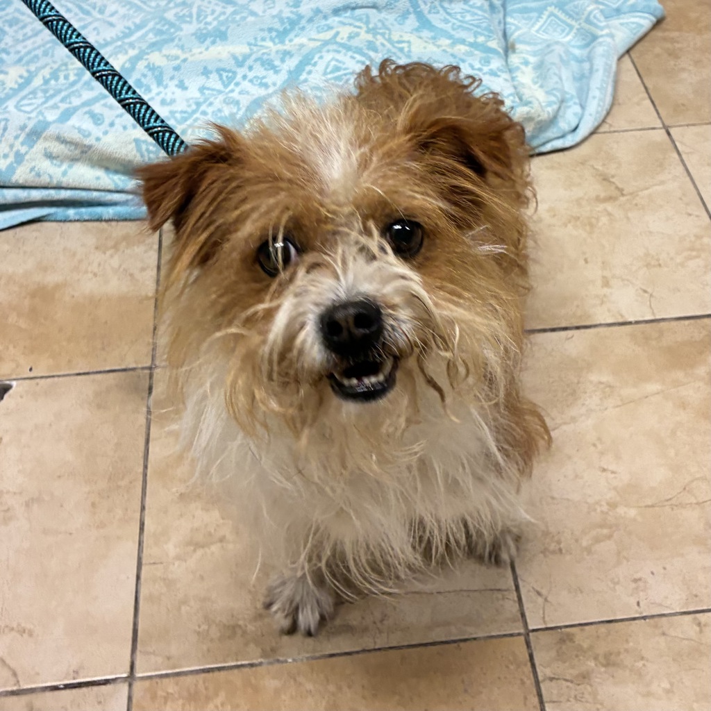 Shelter Stray Male Dog last seen 217th / Stark, PORTLAND, OR, 97218, 1700 W Historic Columbia River Hwy, Troutdale, OR 97060, USA