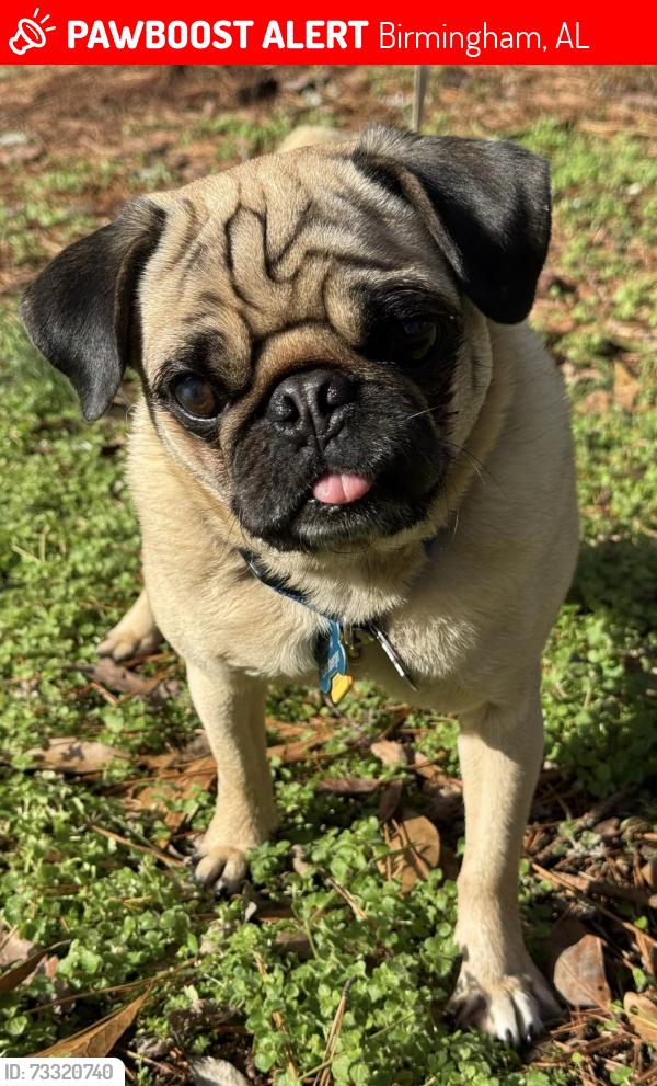 Lost Male Dog last seen Hunters Point Circle and South Shades Crest, Birmingham, AL 35244