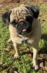 Lost Male Dog last seen Hunters Point Circle and South Shades Crest, Birmingham, AL 35244
