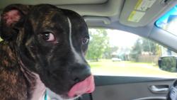 Reunited Female Dog last seen Ward Basin and Corral Road, East Milton, FL 32583