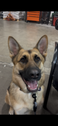 Reunited Female Dog last seen Baxter South salem, Salem, OR 97306