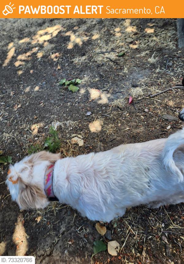 Found/Stray Female Dog last seen Citrus avenue, Sacramento, CA 95823