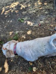 Found/Stray Female Dog last seen Citrus avenue, Sacramento, CA 95823