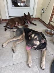 Found/Stray Female Dog last seen Ballantyne commons parkway and colony woods drive, Charlotte, NC 28277