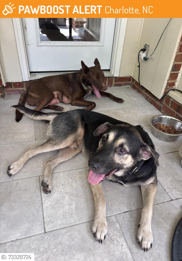 Found/Stray Female Dog last seen Ballantyne commons parkway and colony woods drive, Charlotte, NC 28277