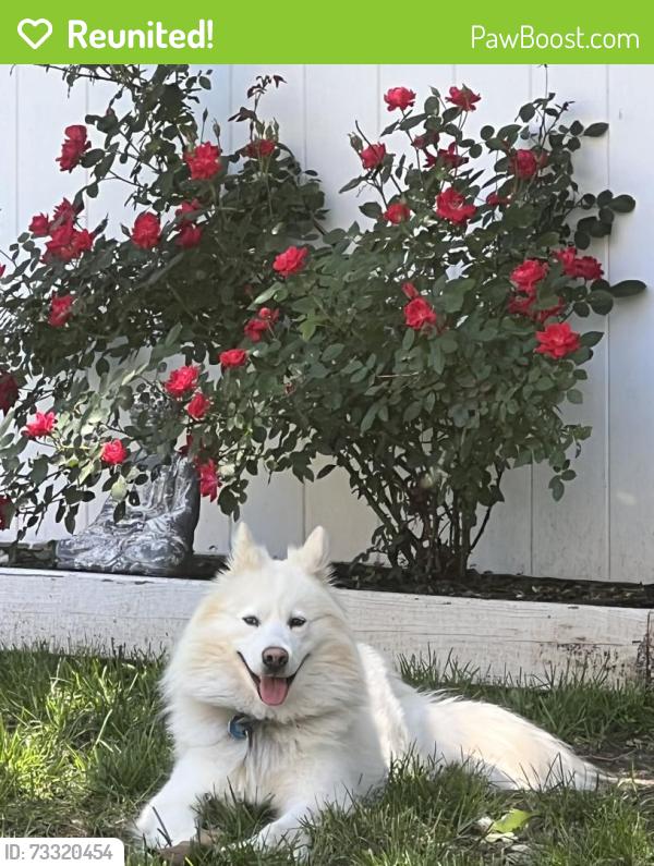 Reunited Male Dog last seen Spencer/George St, Sharon, PA 16146