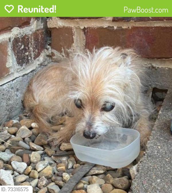 Reunited Male Dog last seen Provision at Melissa Apts, Melissa, TX 75454