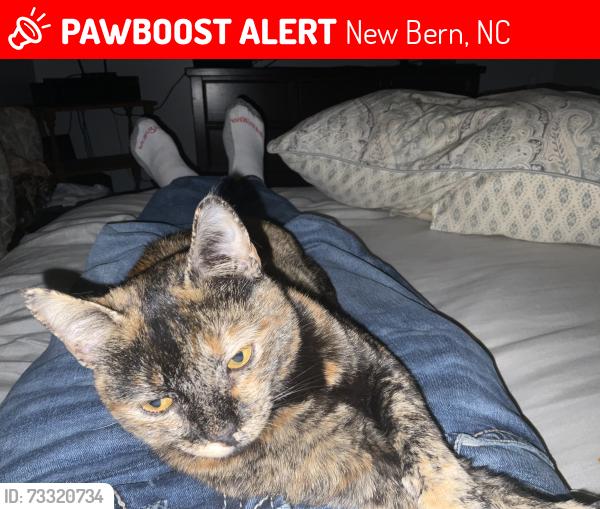 Lost Female Cat last seen HJ McDonald middle school, New Bern, NC 28562