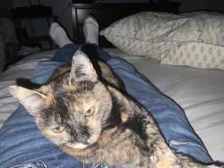 Lost Female Cat last seen HJ McDonald middle school, New Bern, NC 28562