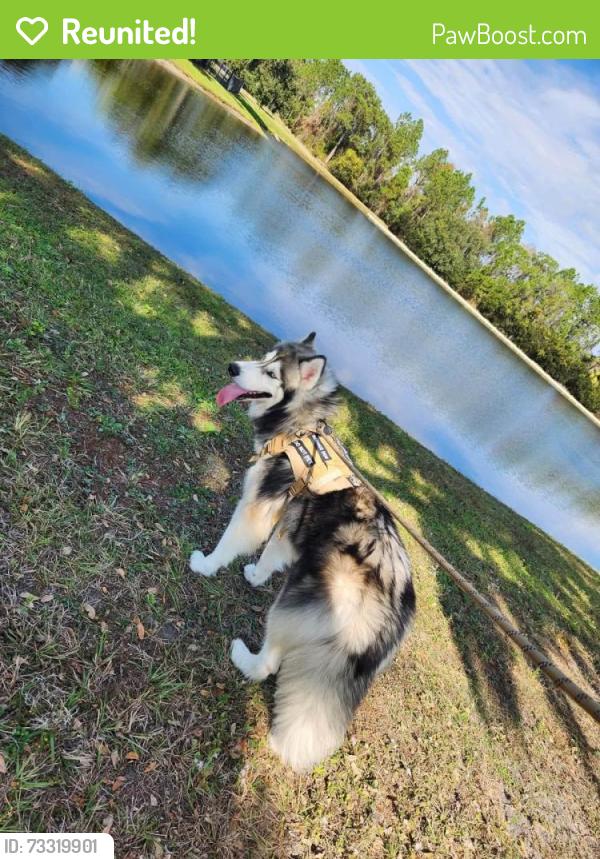 Reunited Male Dog last seen Spirited circle, St. Cloud, FL 34772
