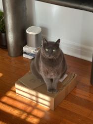 Reunited Male Cat last seen On Fountain and Kingsley, Los Angeles, CA 90029