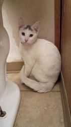 Found/Stray Male Cat last seen Columbia Bank at Pacific Ave and 175th St S, Spanaway, WA 98387
