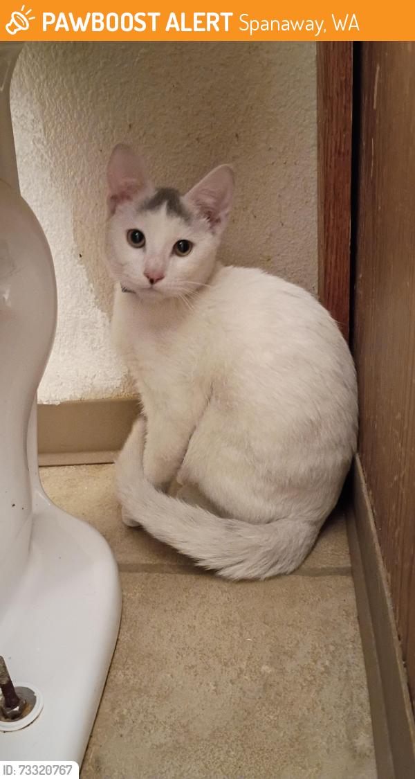 Found/Stray Male Cat last seen Columbia Bank at Pacific Ave and 175th St S, Spanaway, WA 98387