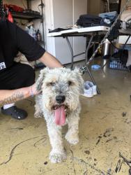 Reunited Unknown Dog last seen Chapman/Central, Placentia, CA 92870