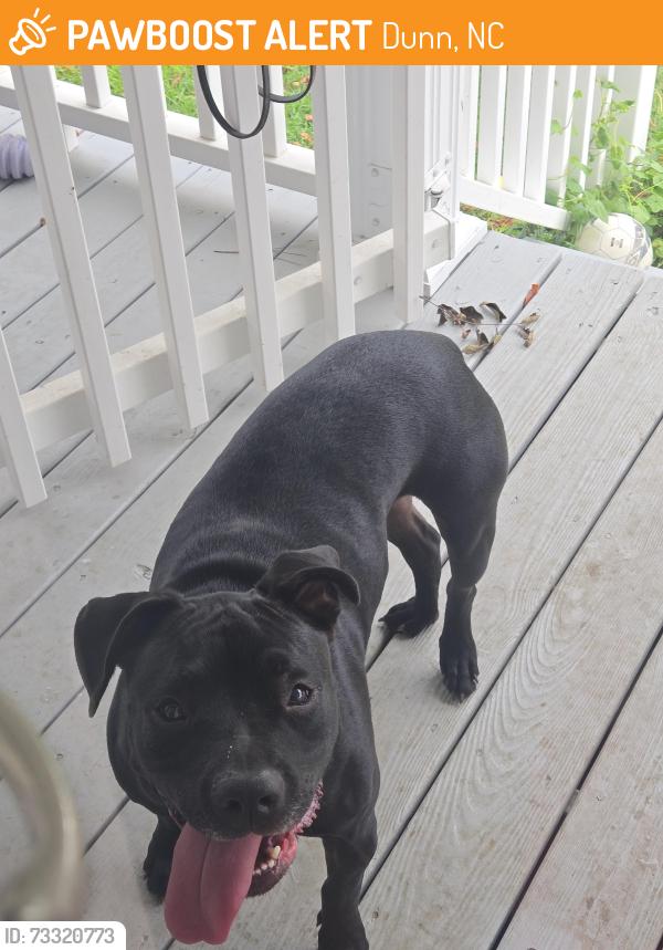 Found/Stray Female Dog last seen Fairground and Partin, Dunn, NC 28334