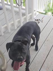 Found/Stray Female Dog last seen Fairground and Partin, Dunn, NC 28334