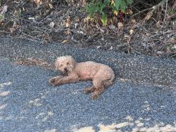Reunited Unknown Dog last seen Jefferson Place apmts, Memphis, TN 38105