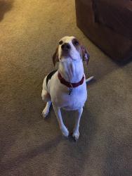 Reunited Female Dog last seen Temecula Circle, Titusville, FL 32927