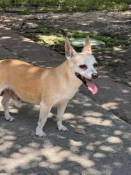 Reunited Male Dog last seen Jackson St & Tuam, Houston, TX 77004