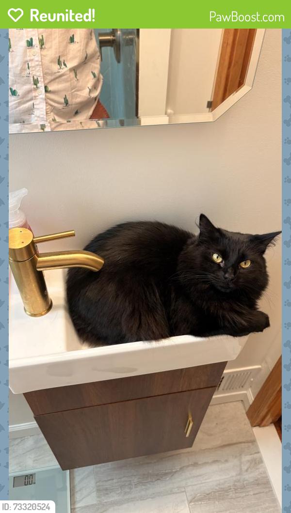 Reunited Female Cat last seen Near Daly St. Philadelphia PA 19148, Philadelphia, PA 19148
