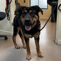 Shelter Stray Male Dog last seen , 361 S Raymond Ave, Pasadena, CA 91105, USA