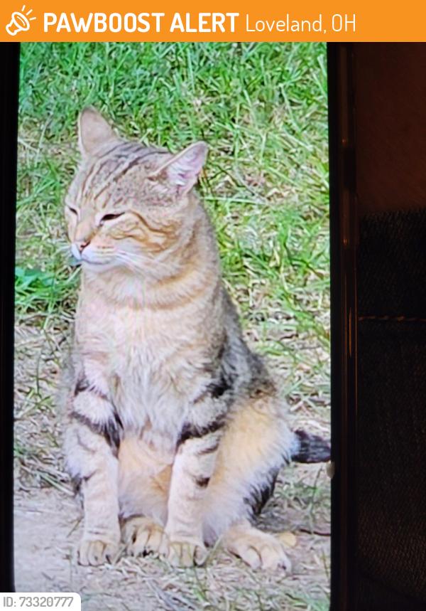 Found/Stray Male Cat last seen Lebanon Road by Middle School, Loveland, OH 45140