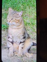 Found/Stray Male Cat last seen Lebanon Road by Middle School, Loveland, OH 45140