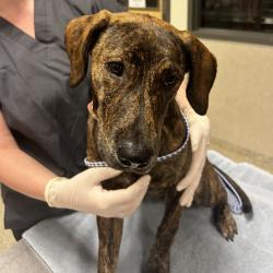 Shelter Stray Female Dog last seen , 8464 Beach Blvd, Jacksonville, FL 32216, USA