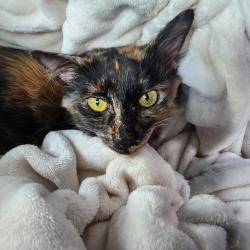 Shelter Stray Female Cat last seen , 980 Guilford College Rd, Greensboro, NC 27409, USA