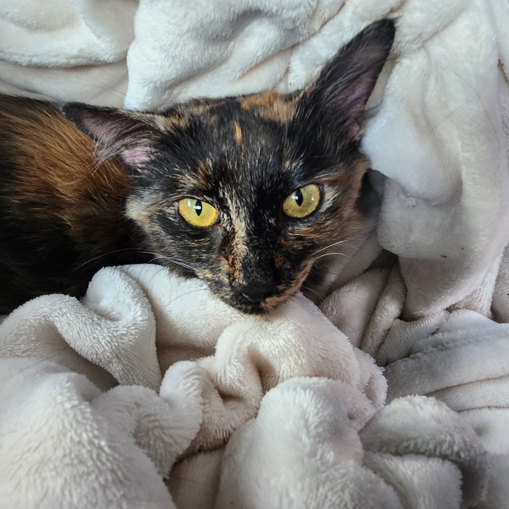 Shelter Stray Female Cat last seen , 980 Guilford College Rd, Greensboro, NC 27409, USA