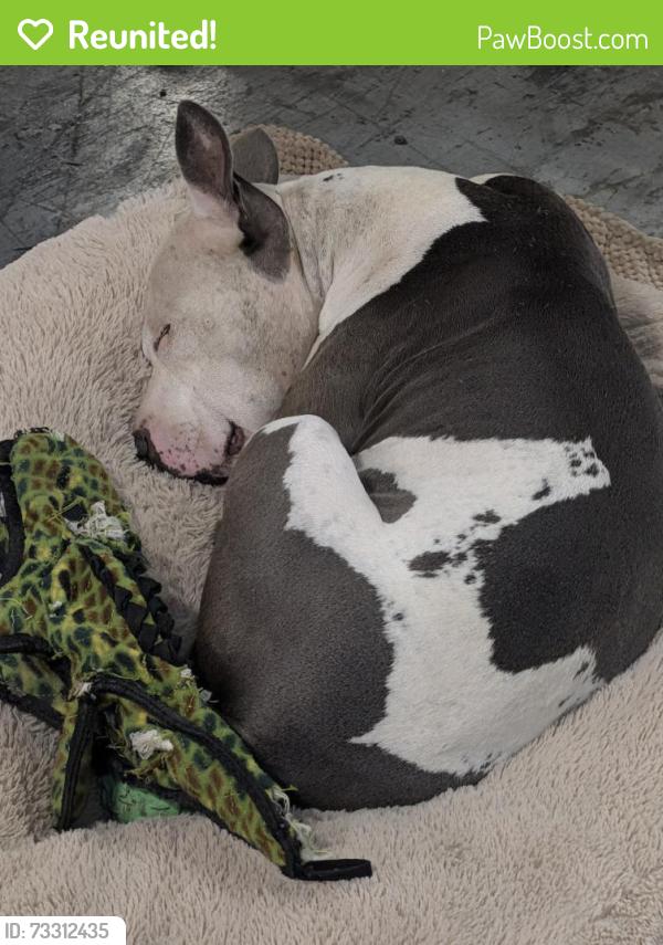 Reunited Female Dog last seen Between 747 and route 4 between port union and maul Hauser, West Chester Township, OH 45014