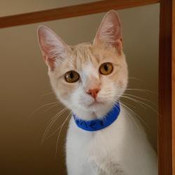 Shelter Stray Male Cat last seen , 3607 N Armenia Ave, Tampa, FL 33607, USA