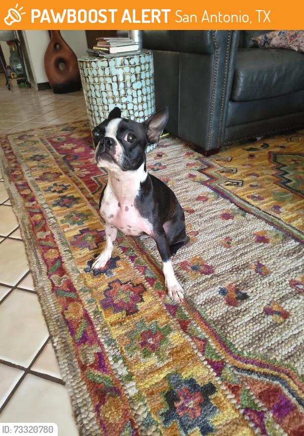 Found/Stray Female Dog last seen Near Alpine trail, San Antonio, TX 78250