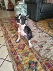 Found/Stray Female Dog last seen Near Alpine trail, San Antonio, TX 78250