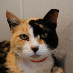 Shelter Stray Female Cat last seen , 3607 N Armenia Ave, Tampa, FL 33607, USA
