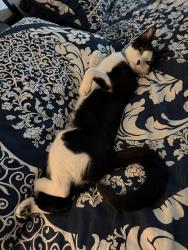 Lost Male Cat last seen Surry Place & Concord St & Belle Plains, Cleburne, TX 76033