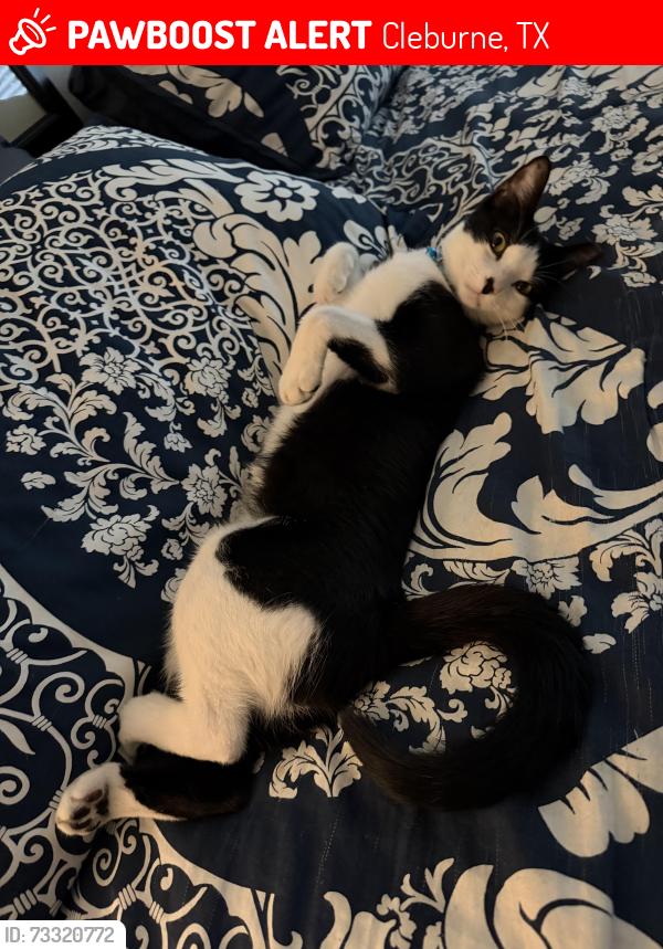 Lost Male Cat last seen Surry Place & Concord St & Belle Plains, Cleburne, TX 76033