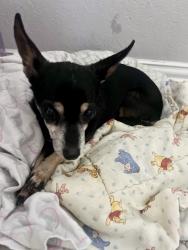Lost Female Dog last seen Creekside Ridge, Selma, TX 78154