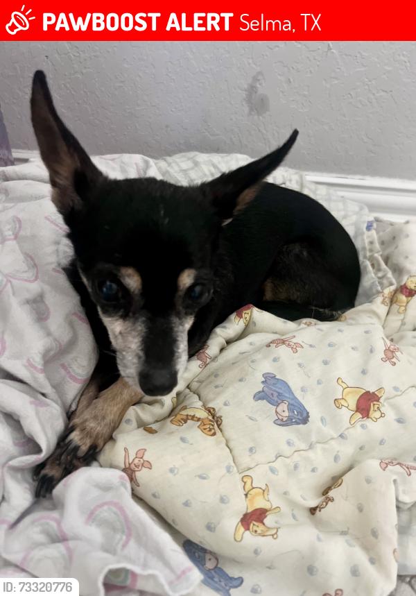 Lost Female Dog last seen Creekside Ridge, Selma, TX 78154