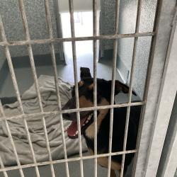 Shelter Stray Female Dog last seen , 12910 Yukon Ave, Hawthorne, CA 90250, USA