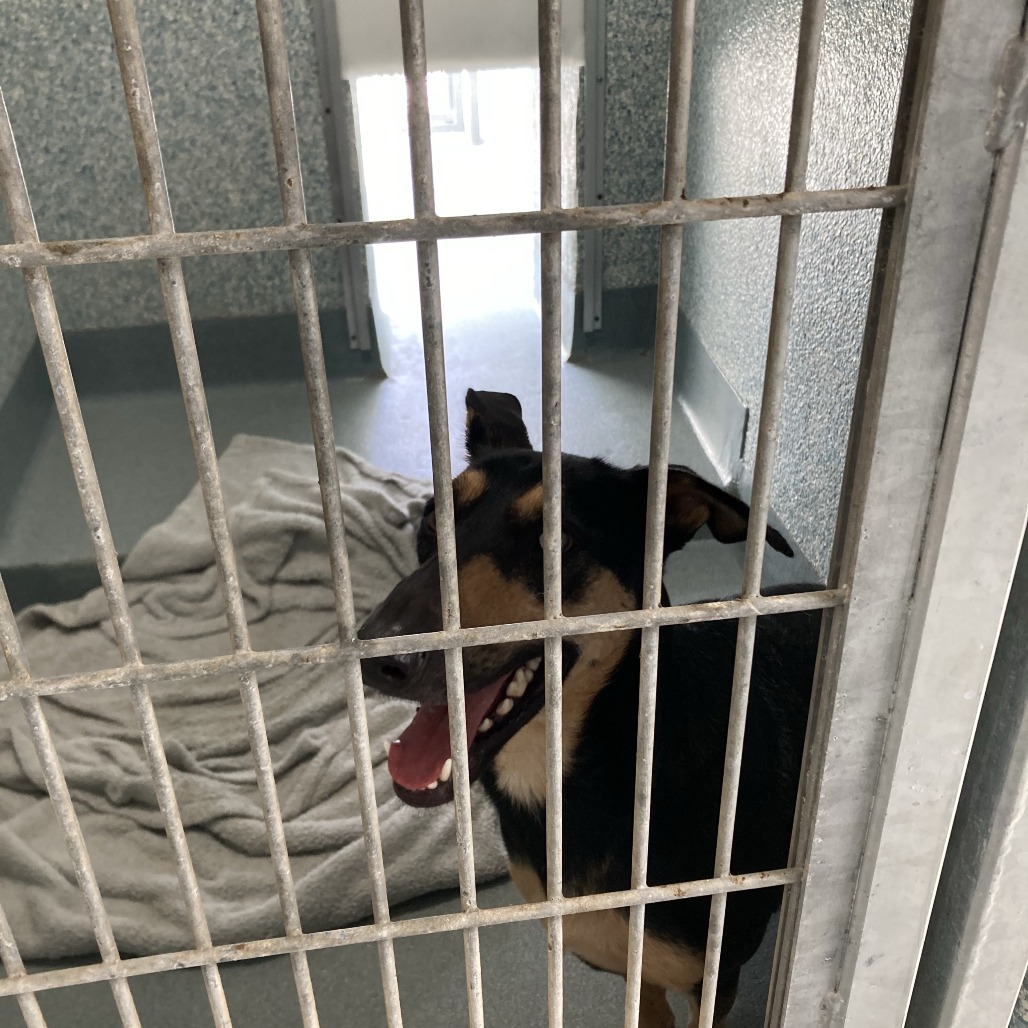 Shelter Stray Female Dog last seen , 12910 Yukon Ave, Hawthorne, CA 90250, USA