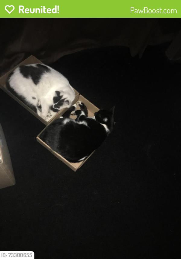 Reunited Female Cat last seen Wentworth, Chicago, IL 60628