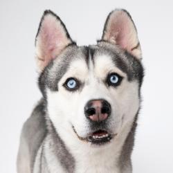 Shelter Stray Male Dog last seen , 4575 E Mesquite Ave, Palm Springs, CA 92264, USA