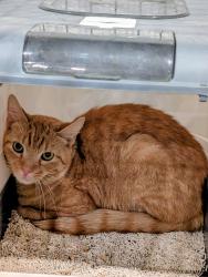 Found/Stray Unknown Cat last seen Crompton road, East Greenwich, RI 02818