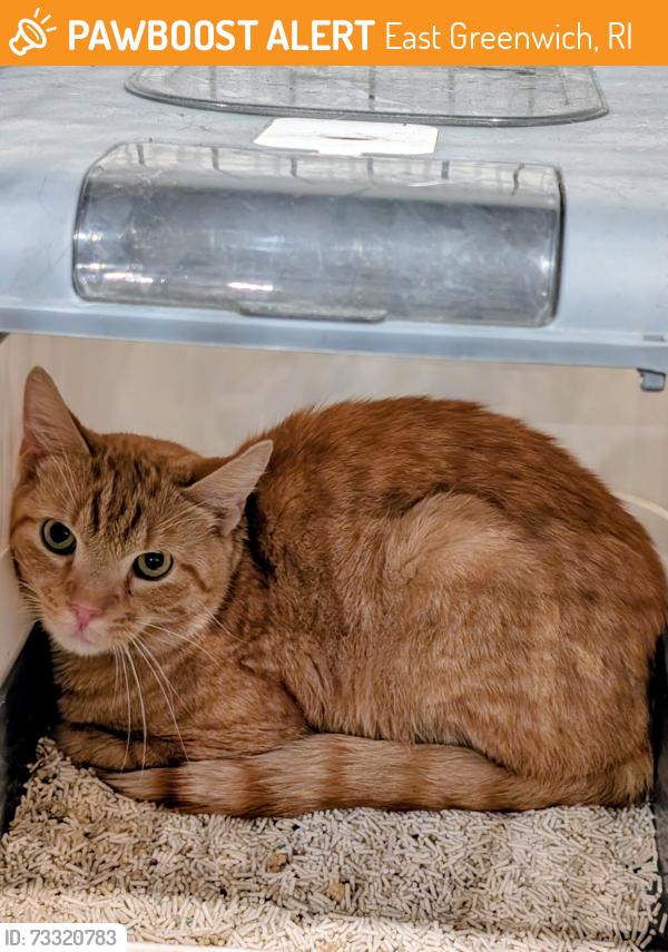 Found/Stray Unknown Cat last seen Crompton road, East Greenwich, RI 02818