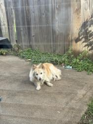 Reunited Female Dog last seen Menzer Rd, Fort Worth, TX 76103, USA, Fort Worth, TX 76103