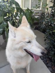 Found/Stray Male Dog last seen Hatfield Simpsonville SC, Simpsonville, SC 29681