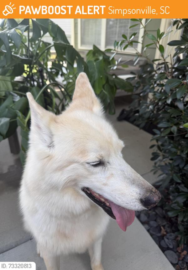 Found/Stray Male Dog last seen Hatfield Simpsonville SC, Simpsonville, SC 29681