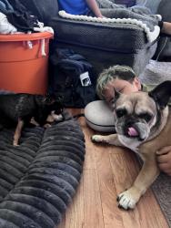 Lost Male Dog last seen Sunrise and burke, Modesto, CA 95350
